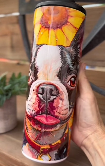 Boston terrier