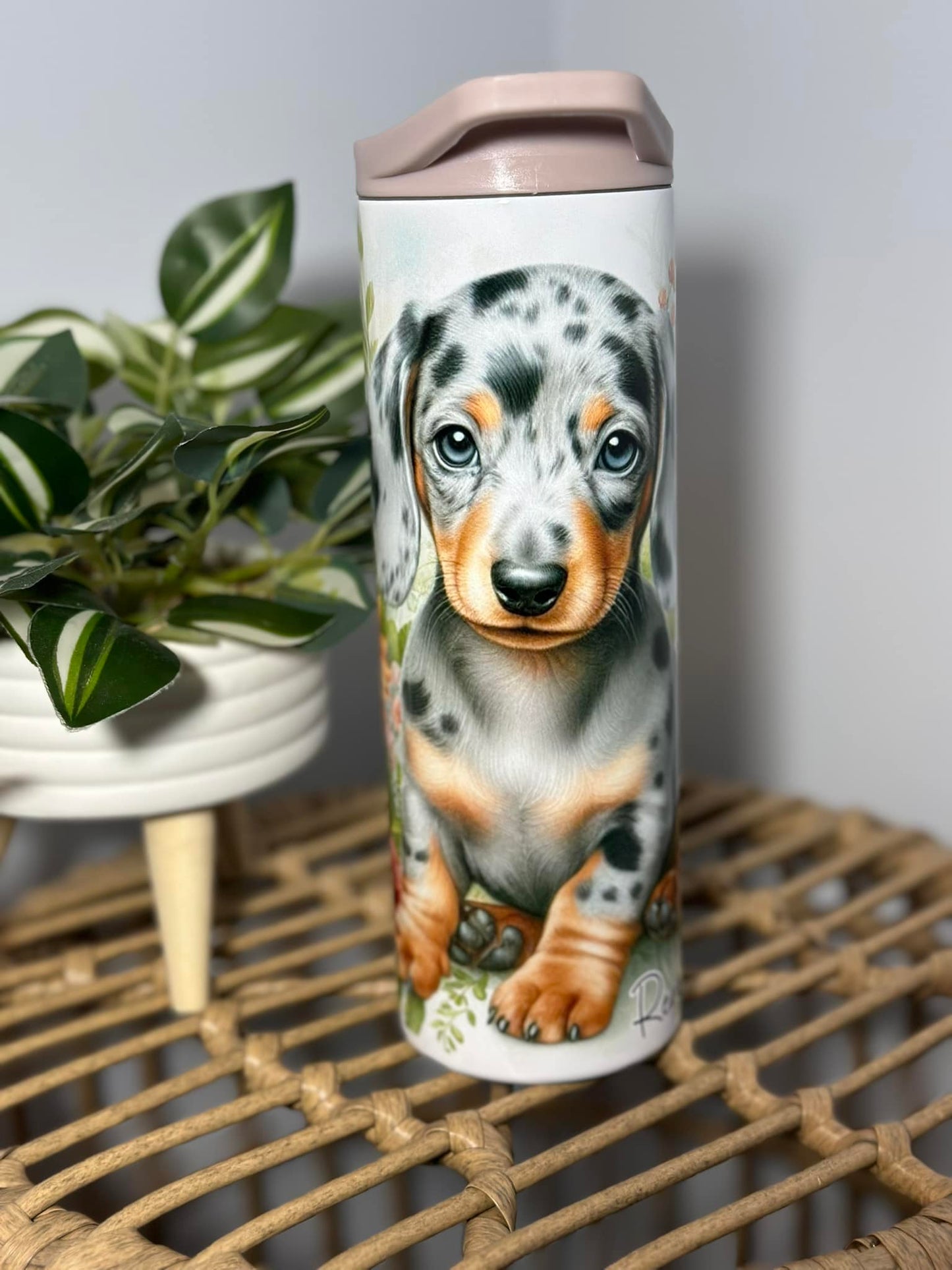 Chien saucisse